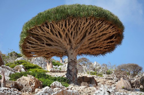 Cây máu rồng. Cũng như quần đảo Galapagos hay Madagascar, quần đảo Socotra của Yemen là quê hương của những loài động vật,  loài cây kỳ lạ sau nhiều năm đảo bị cô lập. Kết quả là 37% trong số 825 loài thực vật trên Socotra là loài đặc hữu, trong đó có cây máu rồng nổi tiếng.